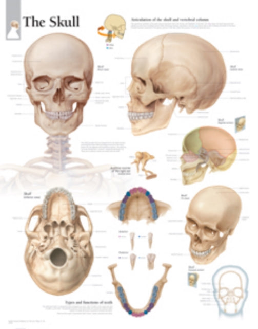 Book cover of: Skull Laminated Poster