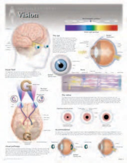 Book cover of: Vision Laminated Poster