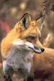 Book cover of: Fox Blank Journal. By: Nodin Press Staff