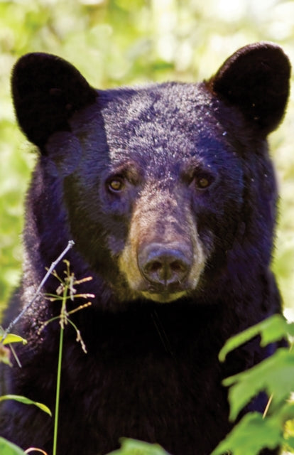 Book cover of: Black Bear Portrait Blank Journal. By: Nodin Nodin Press