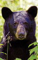 Book cover of: Black Bear Portrait Blank Journal. By: Nodin Nodin Press