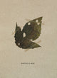 Book cover of: Devil's Rib