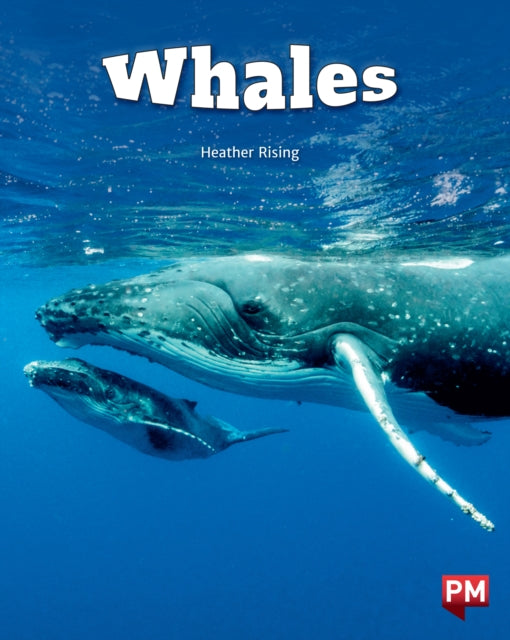Book cover of: Whales Level 24 X6